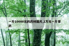 <b>一斤10000元的药材图片,1万元一斤草药</b>