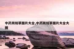中药阴阳草图片大全,中药阴阳草图片大全大图